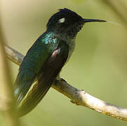 Colibri à tête violette