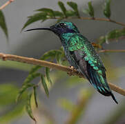 Sparkling Violetear