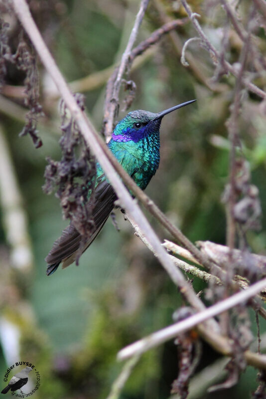 Sparkling Violetearadult, identification