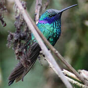 Sparkling Violetear