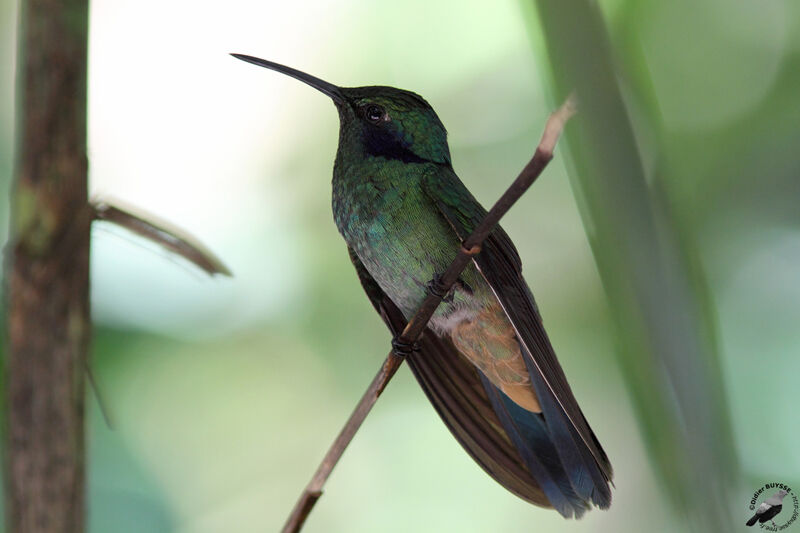 Colibri anaïsadulte, identification