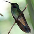 Colibri d'Anaïs