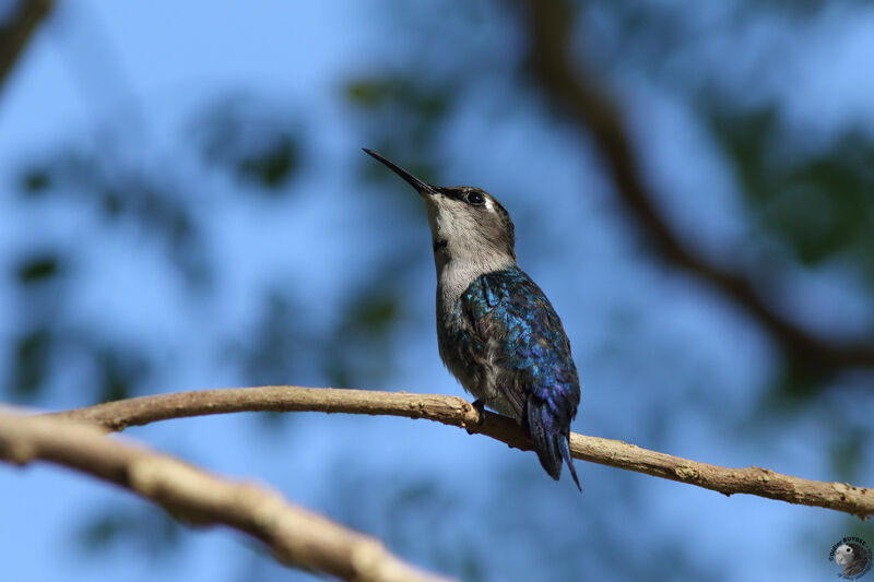Colibri d'Elena adulte, internuptial, identification