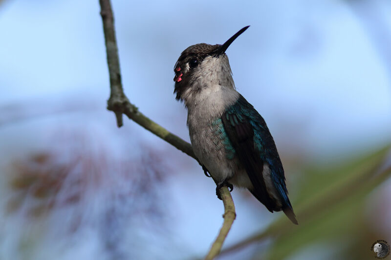 Bee Hummingbird male adult transition, identification