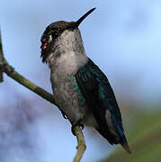 Bee Hummingbird