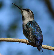 Bee Hummingbird