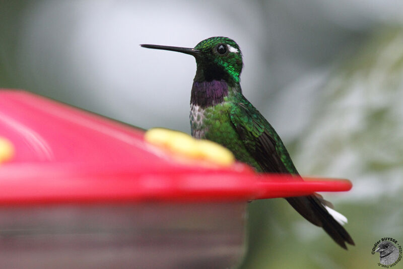 Purple-bibbed Whitetip male adult, identification