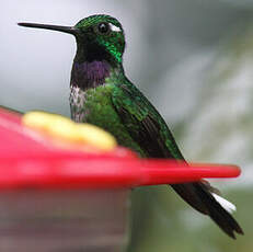 Colibri de Benjamin