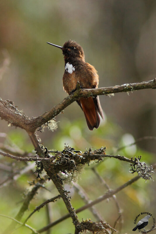 Colibri de Castelnau adulte, identification