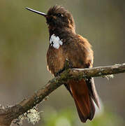 White-tufted Sunbeam