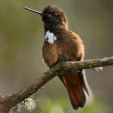 Colibri de Castelneau