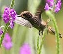 Colibri de Delphine