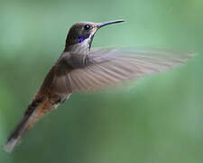 Brown Violetear