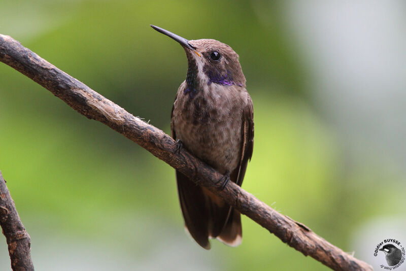 Colibri de Delphineadulte, identification