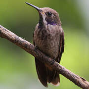 Brown Violetear