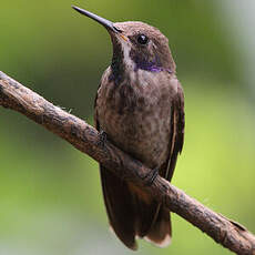 Colibri de Delphine