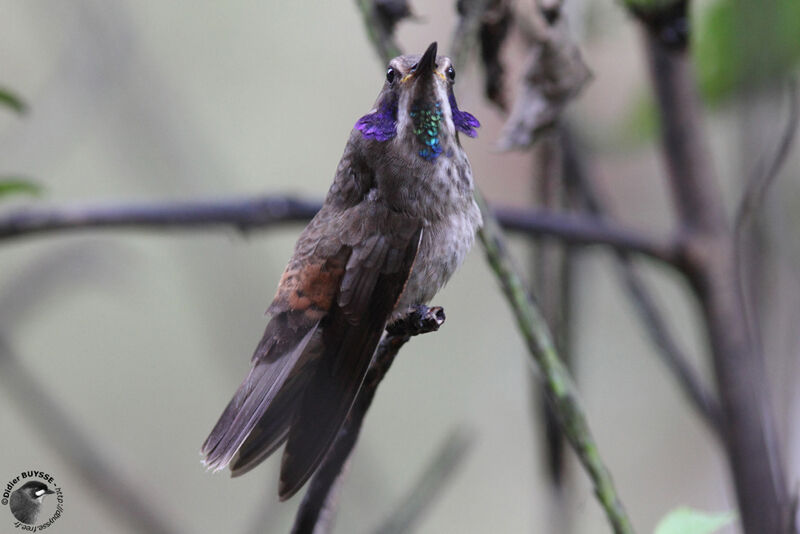 Colibri de Delphineadulte, identification