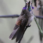 Brown Violetear