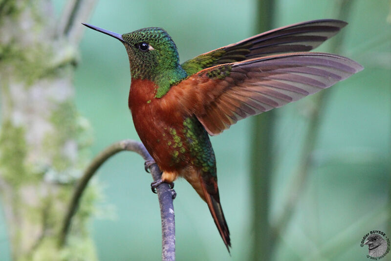 Colibri de Matthews mâle adulte, identification, Comportement