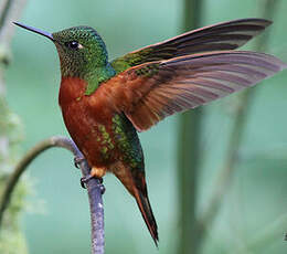 Colibri de Matthews