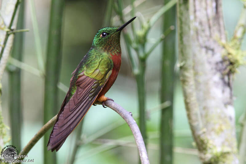 Chestnut-breasted Coronet male adult, identification