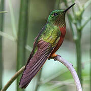 Chestnut-breasted Coronet