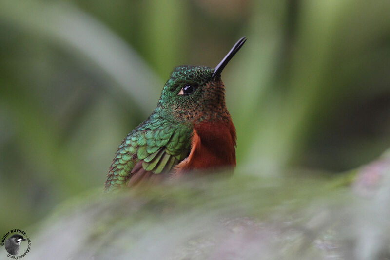 Chestnut-breasted Coronetadult breeding, identification