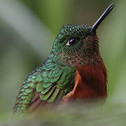 Chestnut-breasted Coronet