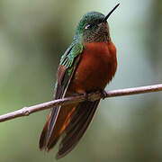 Chestnut-breasted Coronet