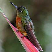 Chestnut-breasted Coronet