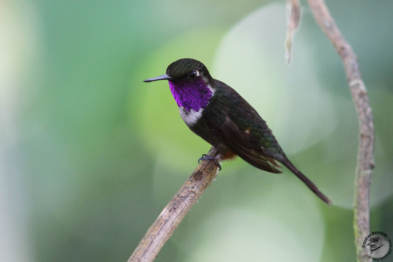 Purple-throated Woodstar male adult, identification