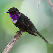 Purple-throated Woodstar