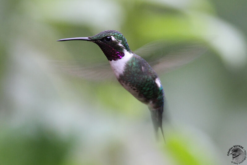 Colibri de Mulsant mâle adulte nuptial, identification, Vol, Comportement