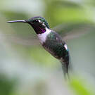 Colibri de Mulsant