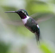 Colibri de Mulsant