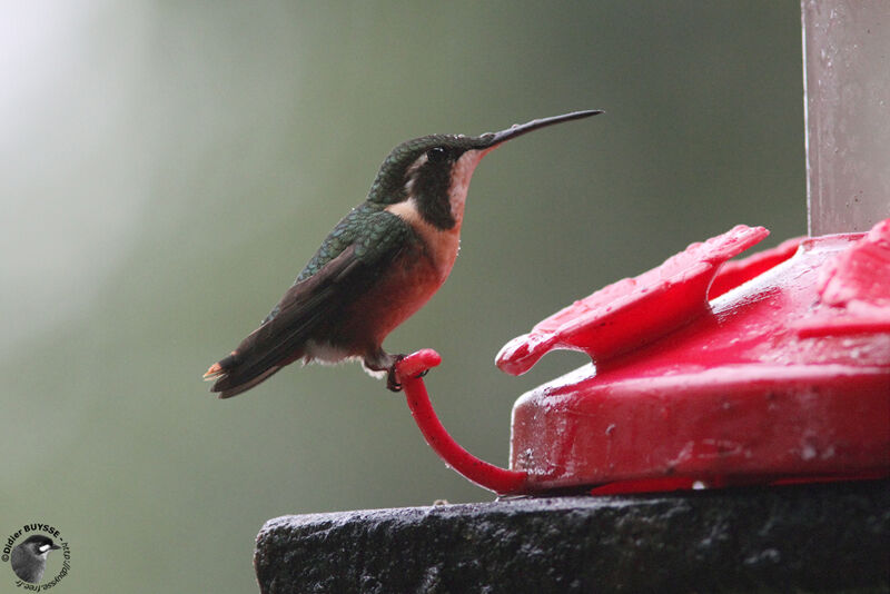 Colibri de Mulsant femelle adulte, identification