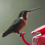 White-bellied Woodstar