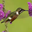 Colibri de Mulsant