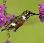 Colibri de Mulsant