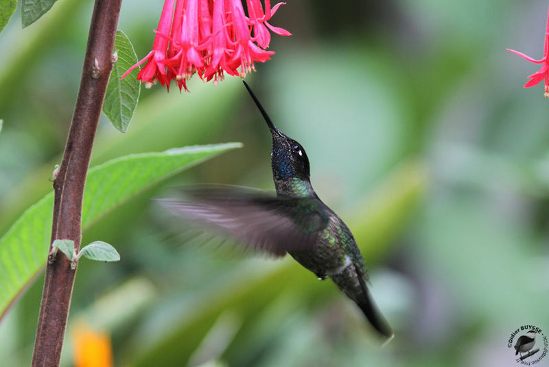 Colibri de Rivoli