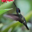 Colibri de Rivoli