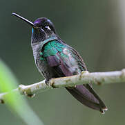 Rivoli's Hummingbird