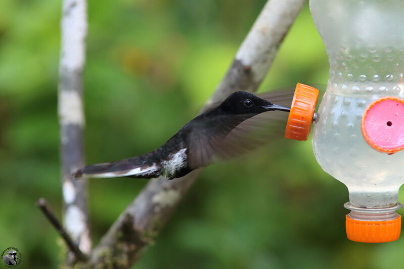 Colibri demi-deuil, identification, Vol, mange