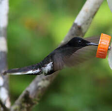 Colibri demi-deuil