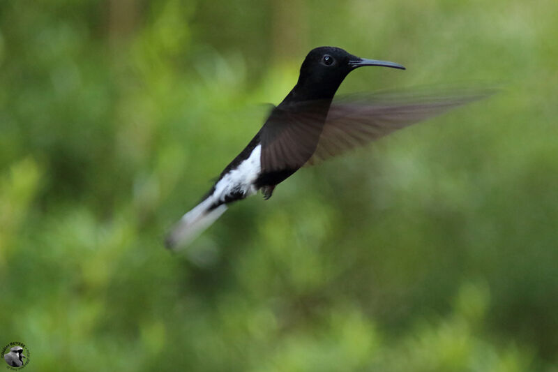 Black Jacobinadult, Flight