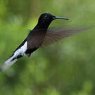 Colibri demi-deuil