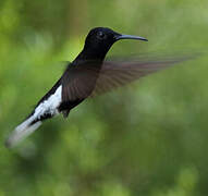 Black Jacobin