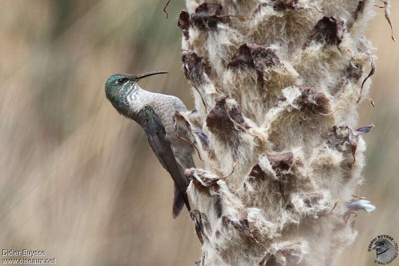 Colibri du Chimborazo femelle adulte, identification, Comportement