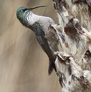 Colibri du Chimborazo