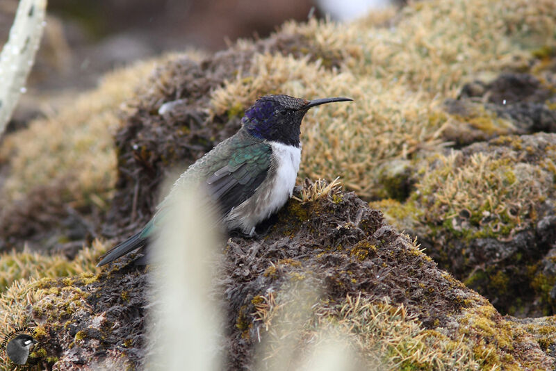 Ecuadorian Hillstar male adult, identification